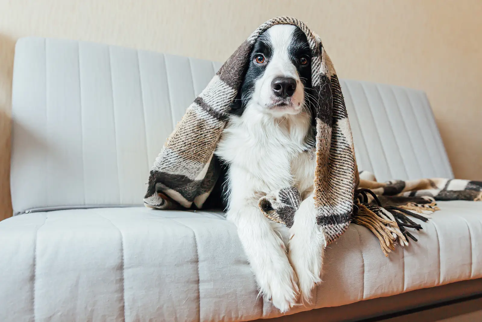 Should Glen Allen Landlords Allow Pets in 2026? Balancing Rental Demand and Risk